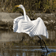 great egret moving from one spot to another just a few feet away