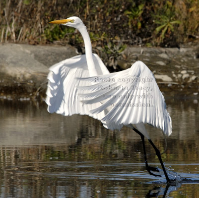 great egret moving from one spot to another just a few feet away