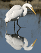great egret standing in duck pond