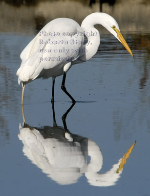 great egret standing in duck pond