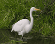 great egret standing in water