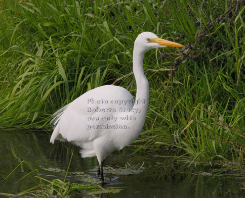 great egret standing in water