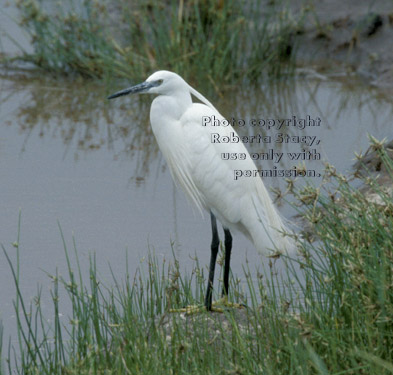 little egret Tanzania (East Africa)