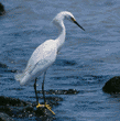 snowy egret