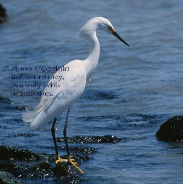 snowy egret