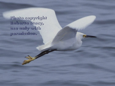 snowy egret