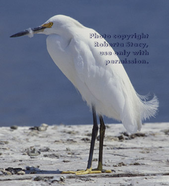 snowy egret