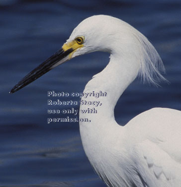 snowy egret