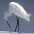 snowy egret