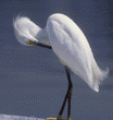 snowy egret