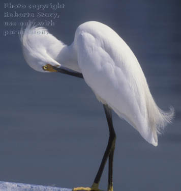 snowy egret