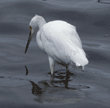 snowy egret