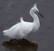 snowy egret