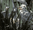 snowy egret chicks in nest