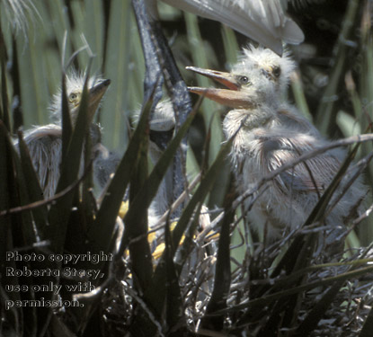 snowy egret chicks in nest