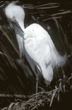 snowy egret in tree