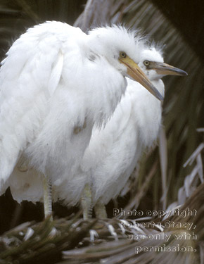 snowy egret chicks in tree