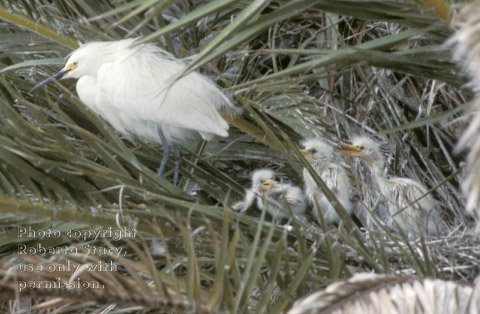 snowy egret and chicks