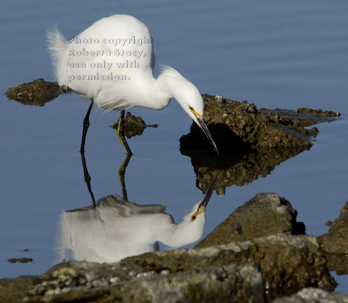 snowy egret looking for food in duck pond