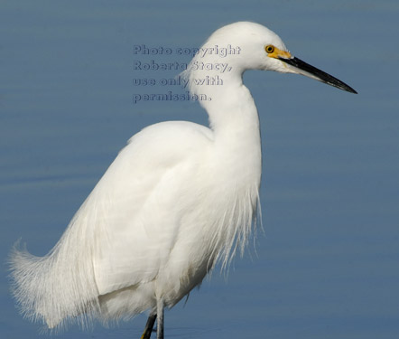 snowy egret