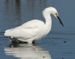 snowy egret standing in duck pond