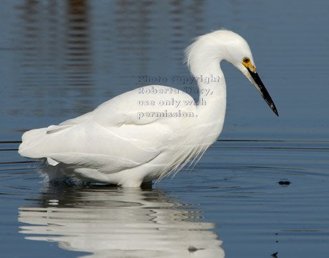 snowy egret standing in duck pond