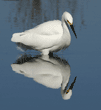 snowy egret and reflection in duck pond