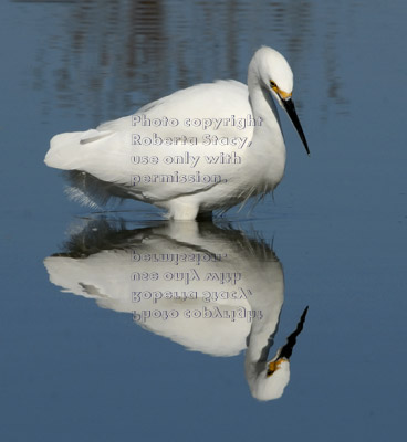 snowy egret and reflection in duck pond