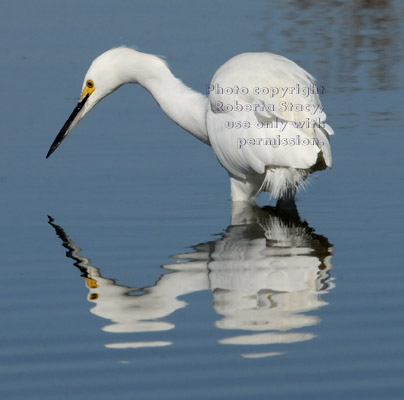 snowy egret in water looking for food