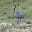 Goliath heron Tanzania (East Africa)