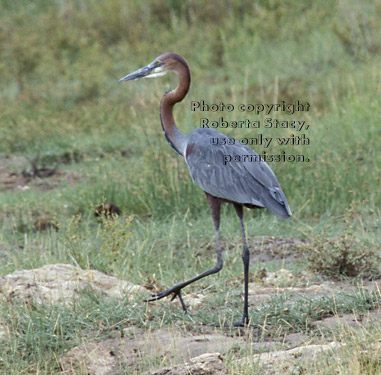 Goliath heron Tanzania (East Africa)