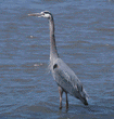 great blue heron