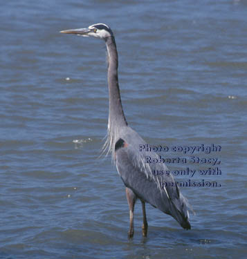 great blue heron