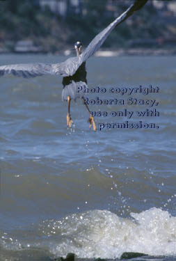 great blue heron taking off