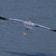 great blue heron in flight