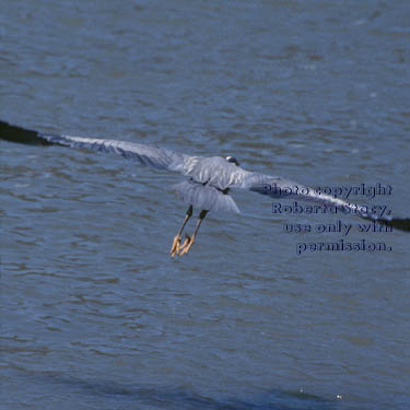 great blue heron in flight