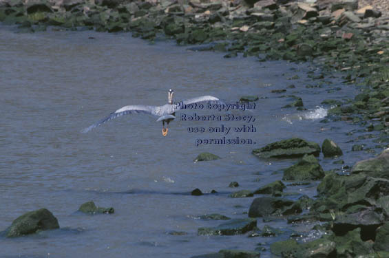 great blue heron flying