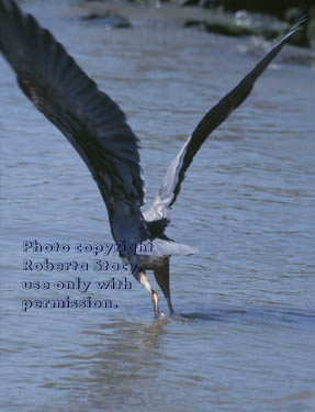 great blue heron ready to fly