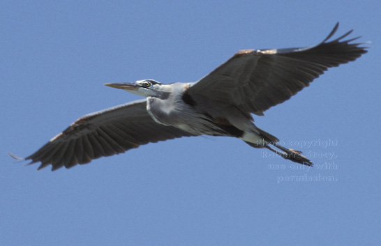 great blue heron in flight