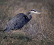 great blue heron