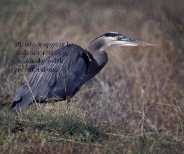 great blue heron