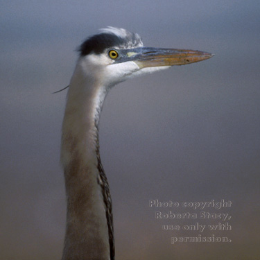 great blue heron