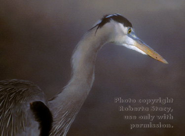 great blue heron