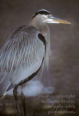 great blue heron