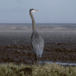 great blue heron