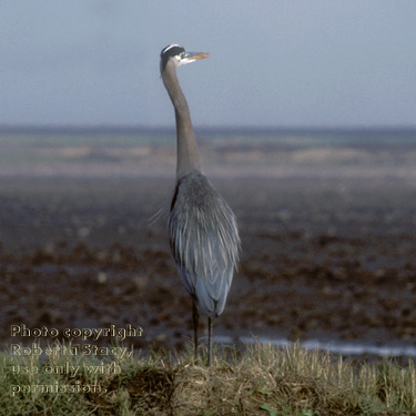 great blue heron