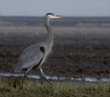 great blue heron