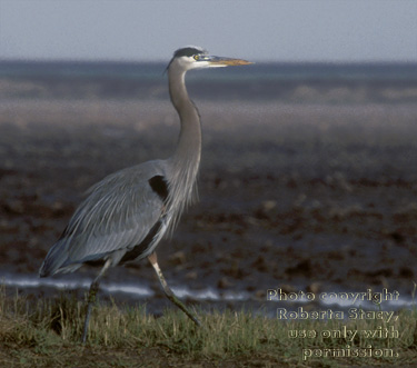 great blue heron