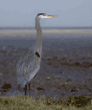 great blue heron