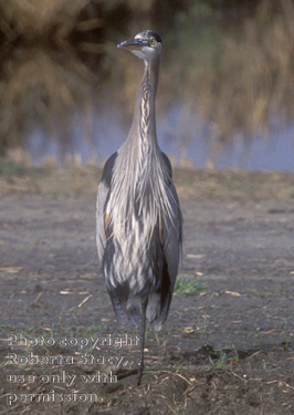 great blue heron